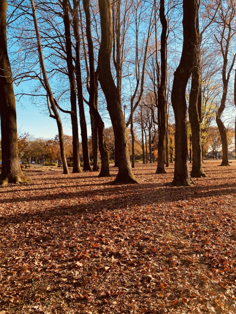小金井公園　赤い落ち葉