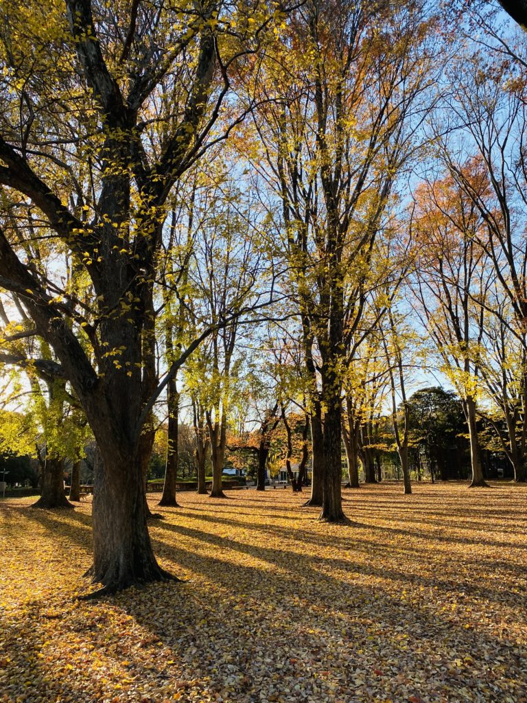 小金井公園　黄色い落ち葉