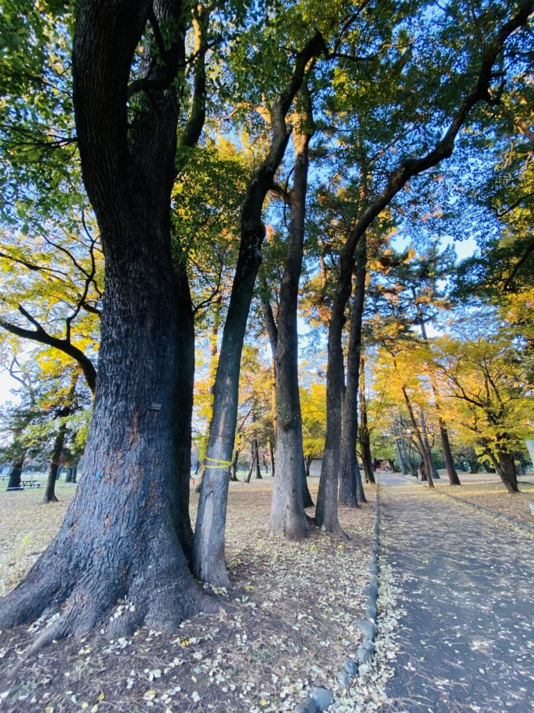 小金井公園　好きな小道